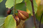 Bottlebrush buckeye